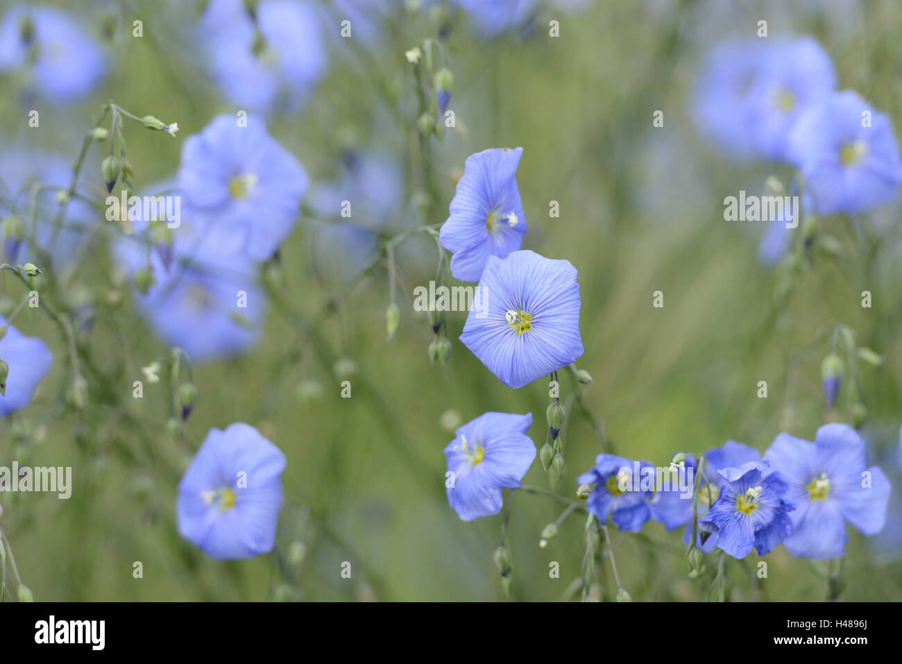 Le lin commun, Linum usitatissimum, blossom, Banque D'Images