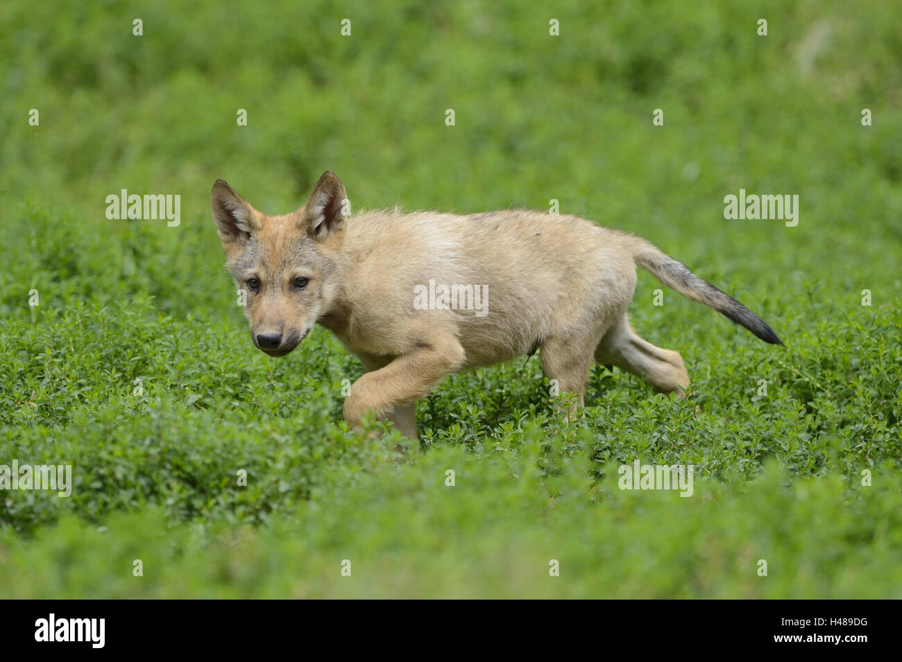Eastern Timber Wolf, Canis lupus lycaon, minet, pré, tournant, side view, looking at camera, Banque D'Images