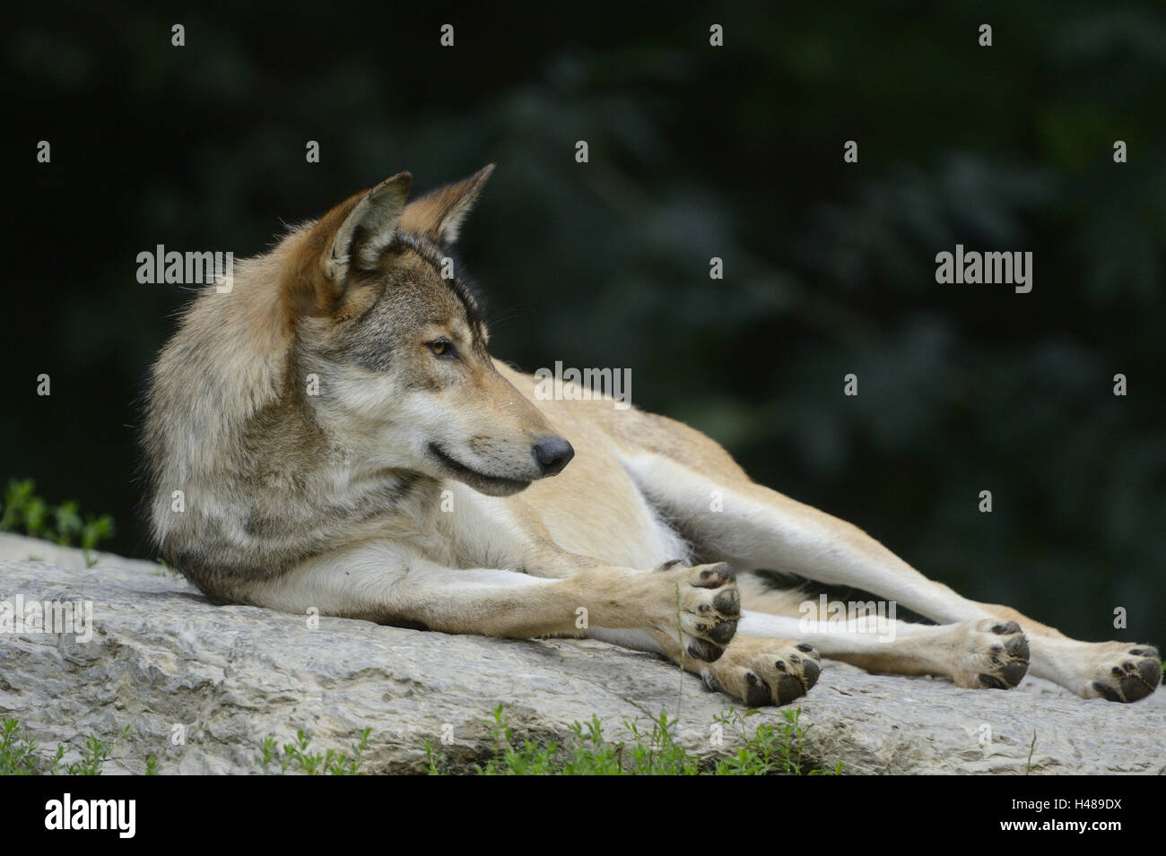Eastern Timber Wolf, Canis lupus lycaon, rock, mensonge, vue latérale, Banque D'Images