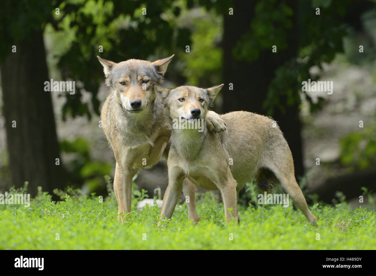 Bois de l'est le loup, Canis lupus lycaon, meadow, debout, de face, looking at camera, Banque D'Images