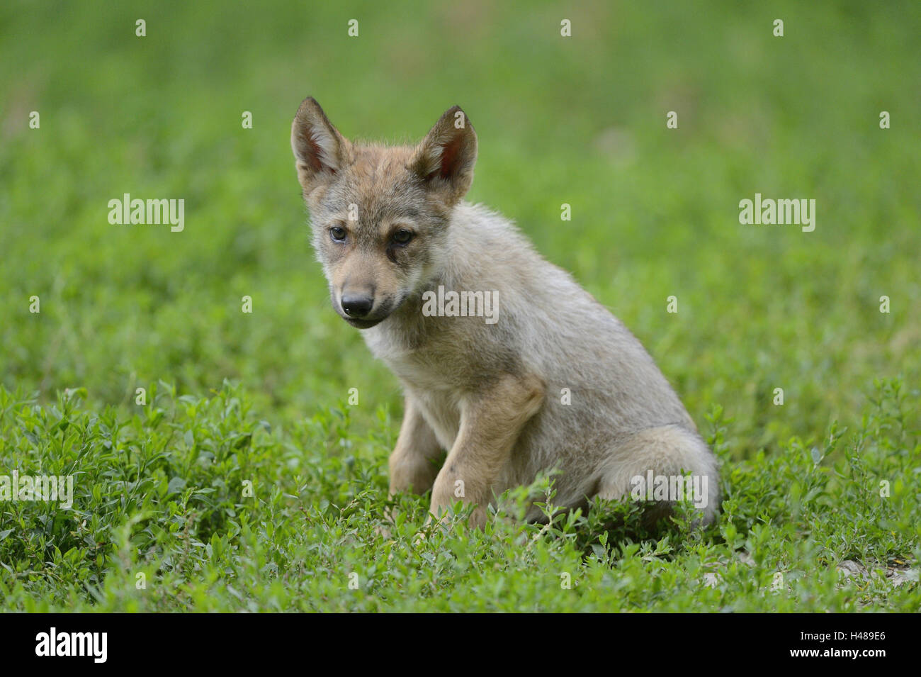 Eastern Timber Wolf, Canis lupus lycaon, minet, prairie, vue de côté, assis, looking at camera, Banque D'Images