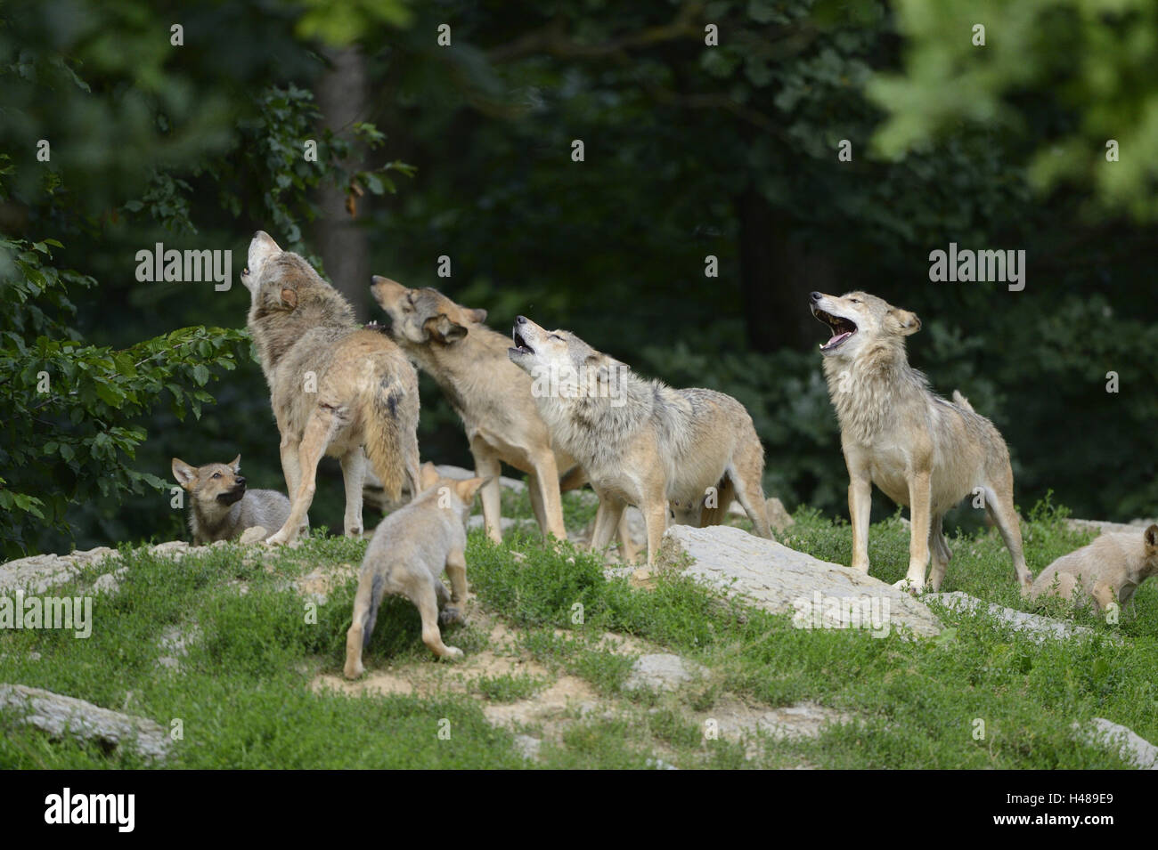 Bois de l'est le loup, Canis lupus lycaon, bord de la forêt, debout, hurlements, Banque D'Images