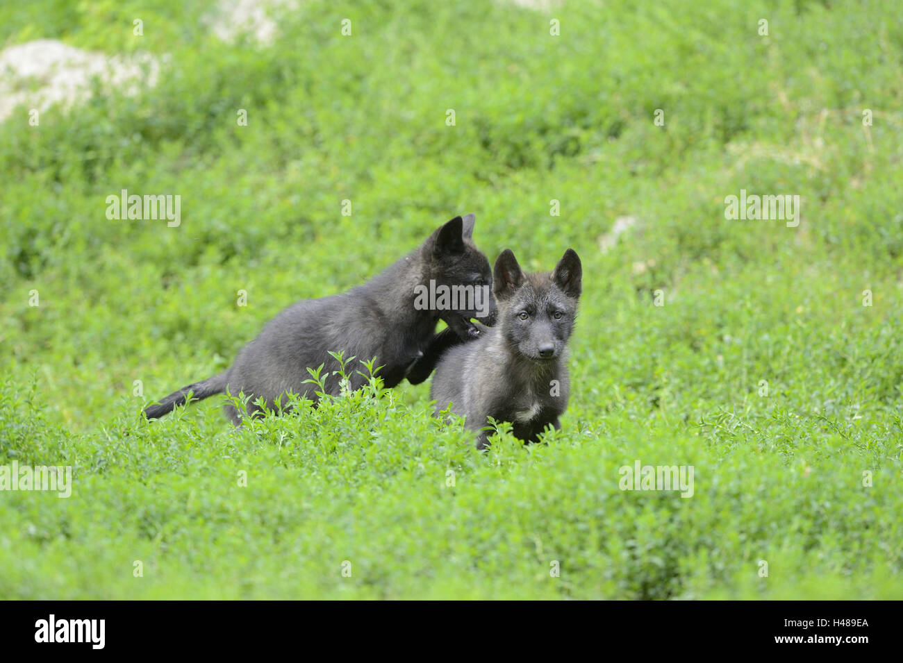 Bois de l'est le loup, Canis lupus lycaon, chiots, meadow, debout, de face, looking at camera, Banque D'Images