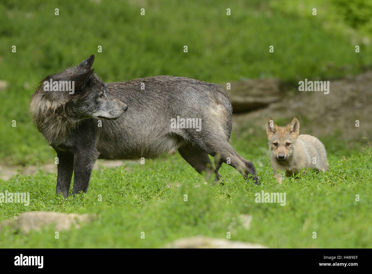 Bois de l'est le loup, Canis lupus lycaon, minet, meadow, debout, en vue latérale, looking at camera, Banque D'Images
