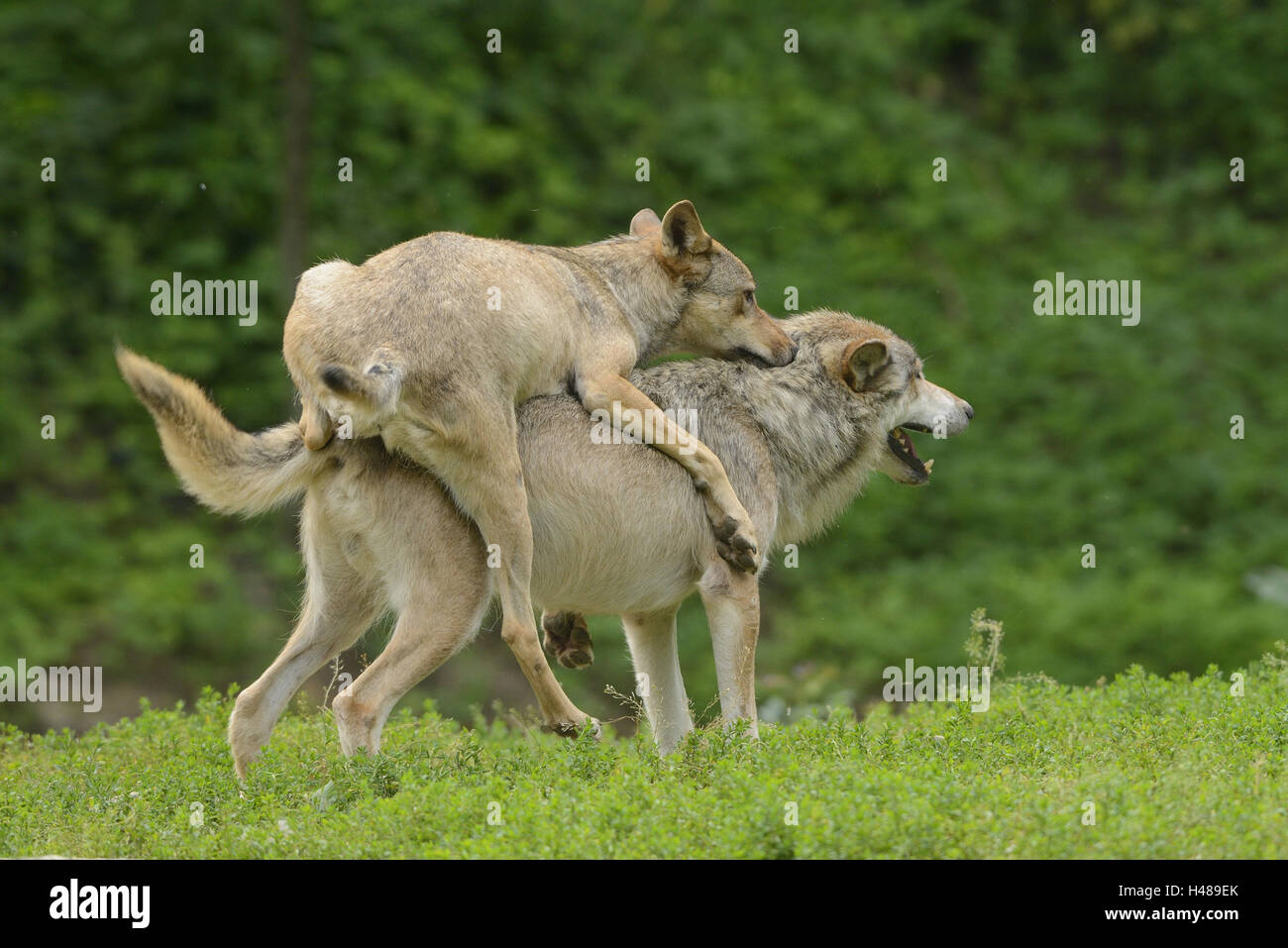 Bois de l'est le loup, Canis lupus lycaon, meadow, debout, en vue latérale, Banque D'Images