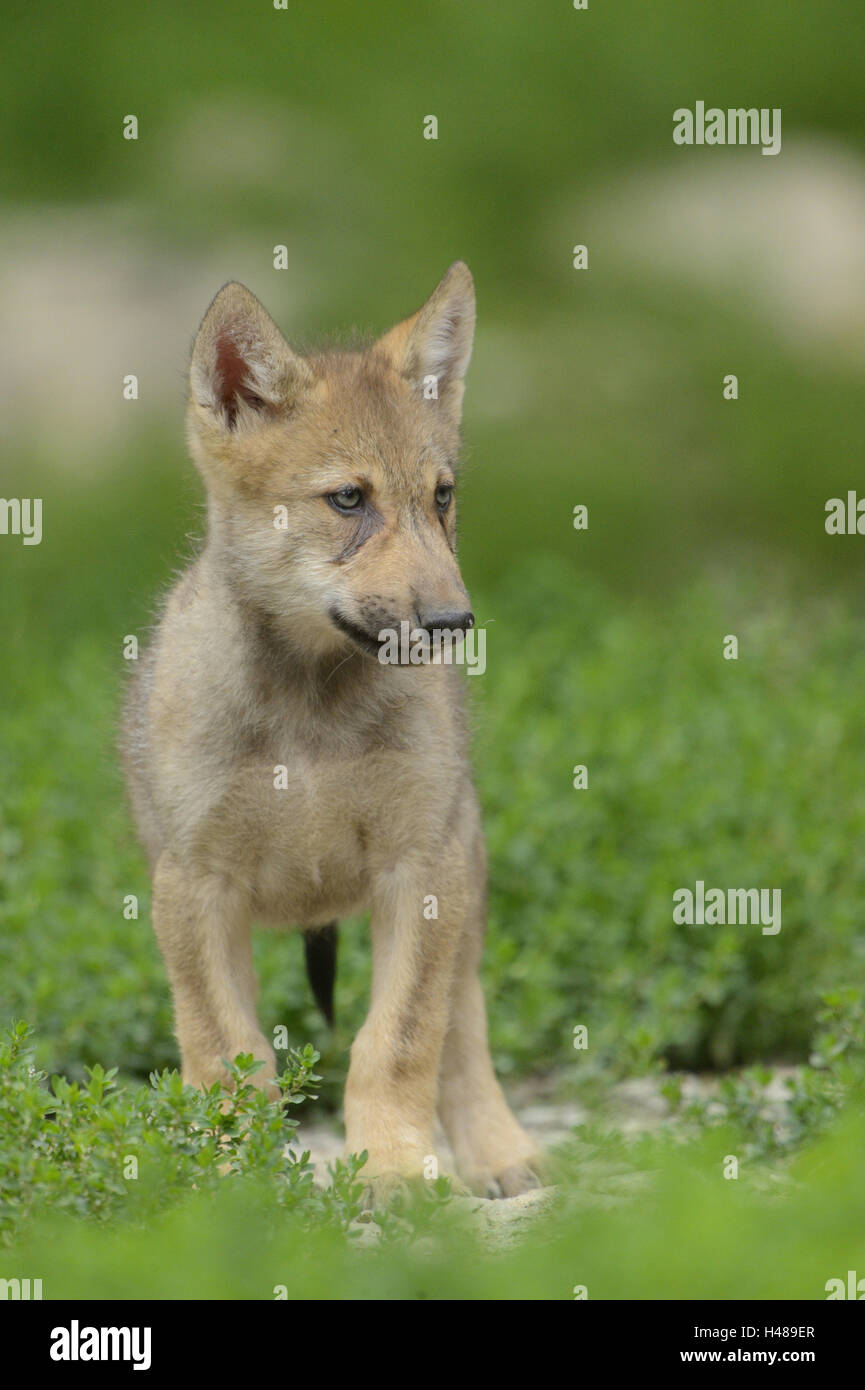 Eastern Timber Wolf, Canis lupus lycaon, minet, meadow, debout, de face, Banque D'Images