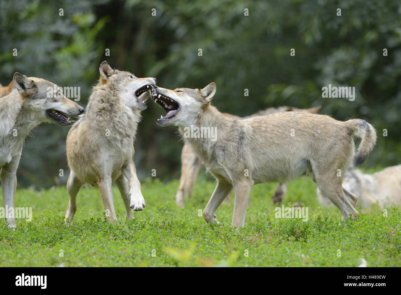 Bois de l'est le loup, Canis lupus lycaon, meadow, debout, combats, vue latérale, Banque D'Images