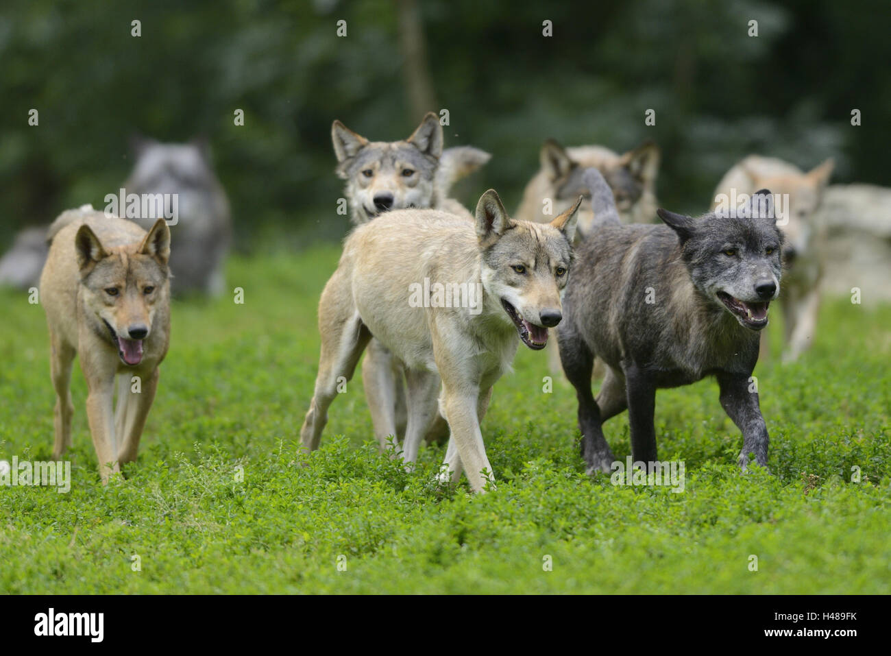 Bois de l'est le loup, Canis lupus lycaon, prairie, vue avant, tournant, looking at camera, Banque D'Images