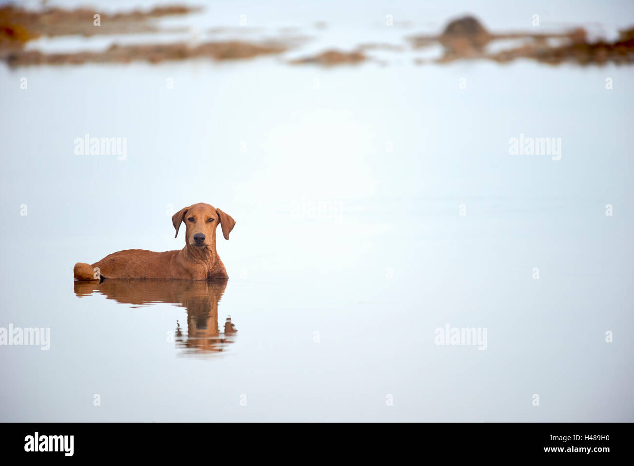 Chien errant de se rafraîchir dans l'eau Banque D'Images