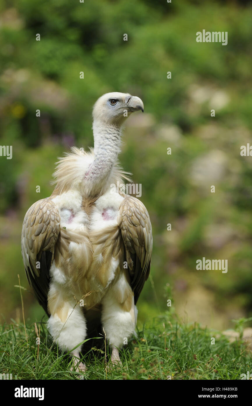 Vautour fauve, Gyps fulvus, meadow, debout, de face, Banque D'Images