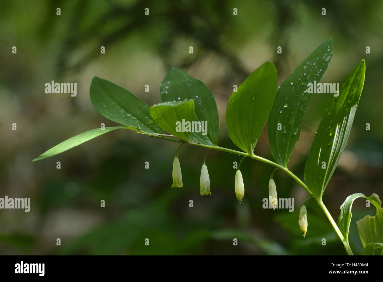 Le sceau de Salomon angulaire, Polygonatum odoratum, blossom, Banque D'Images