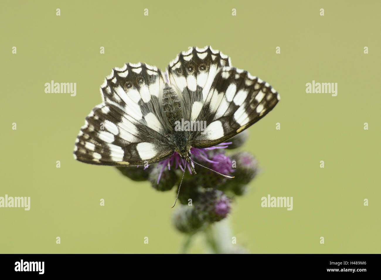 Marbré de blanc, Melanargia galathea, chardon, Cirsium arvense, assis, Banque D'Images