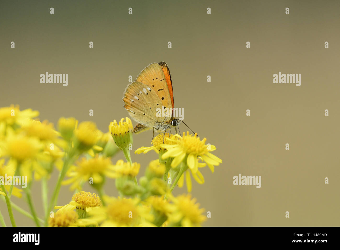 Peu de cuivre, Lycaena virgaureae, fleur jaune, assis, en vue latérale, Banque D'Images