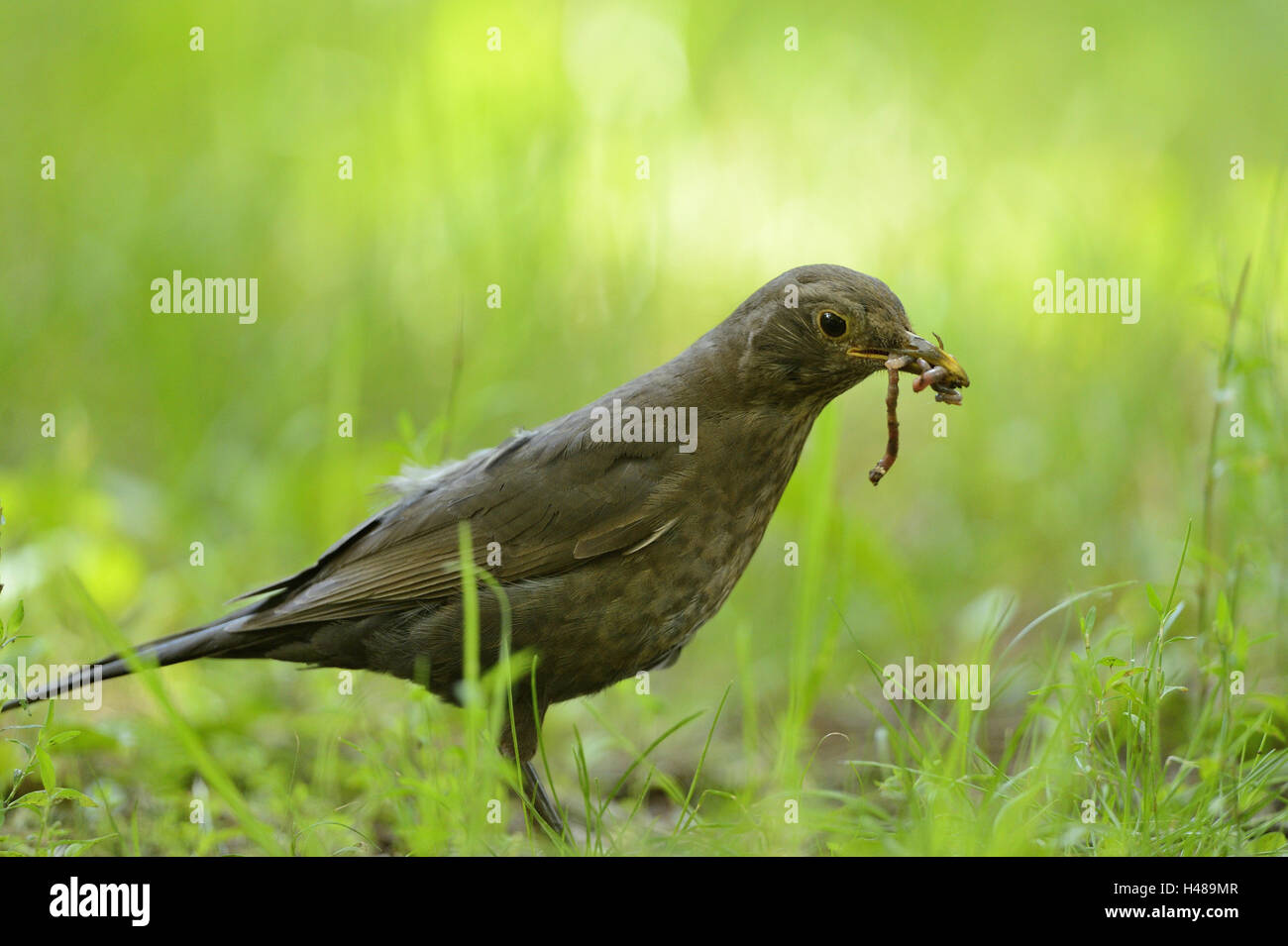 Blackbird, Turdus merula, meadow, debout, en vue latérale, Banque D'Images