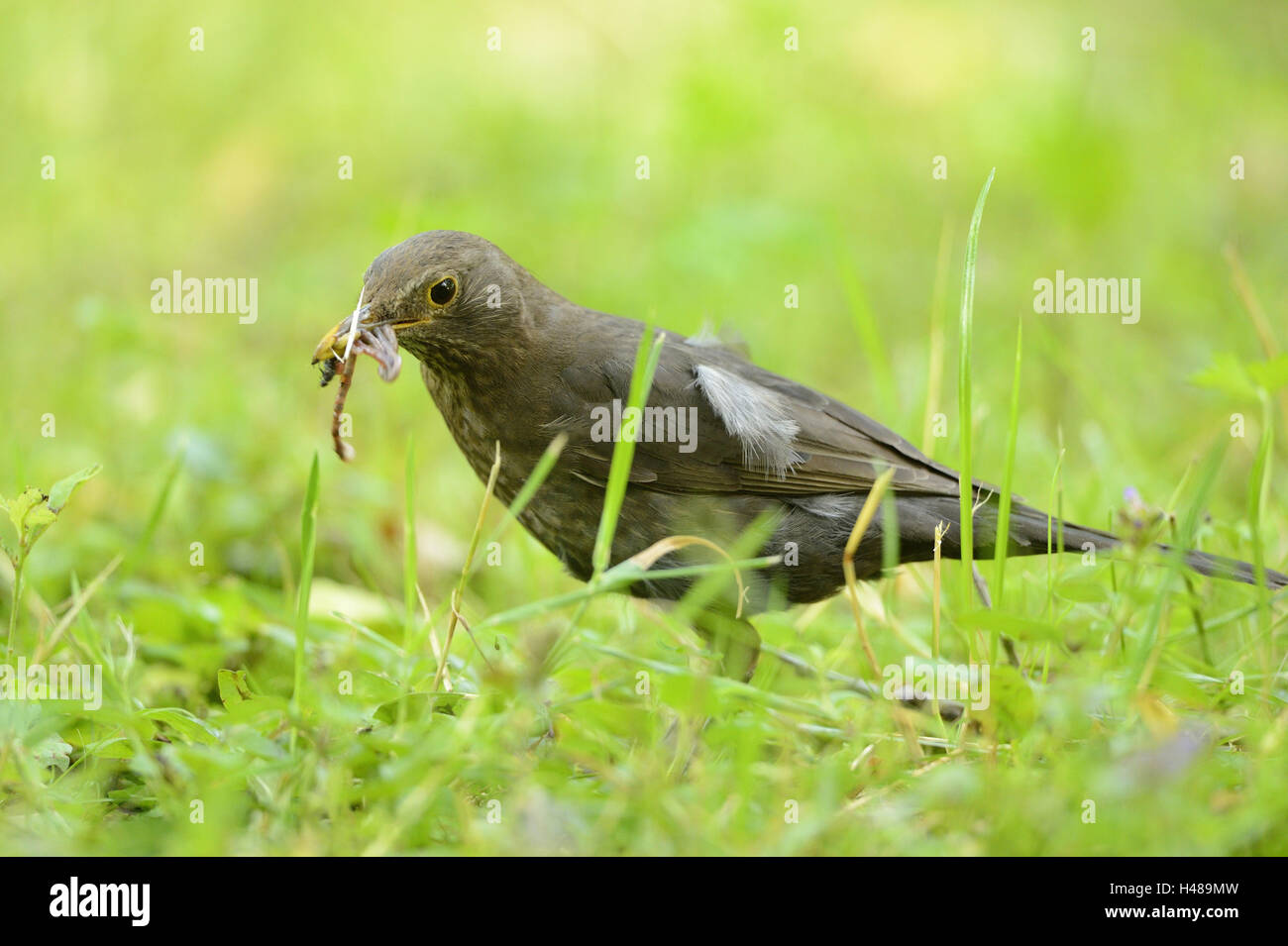 Blackbird, Turdus merula, meadow, debout, en vue latérale, Banque D'Images