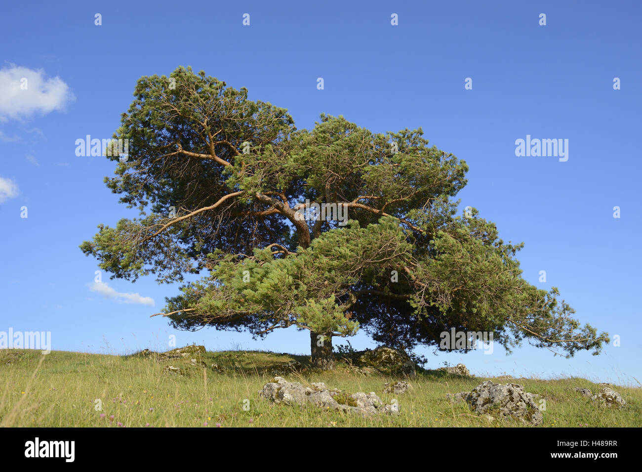 Pin sylvestre, Pinus sylvestris, arbre, Banque D'Images