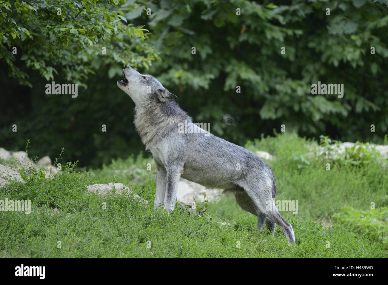 Eastern Timber Wolf, Canis lupus lycaon, meadow, debout, hurlements, vue latérale, Banque D'Images