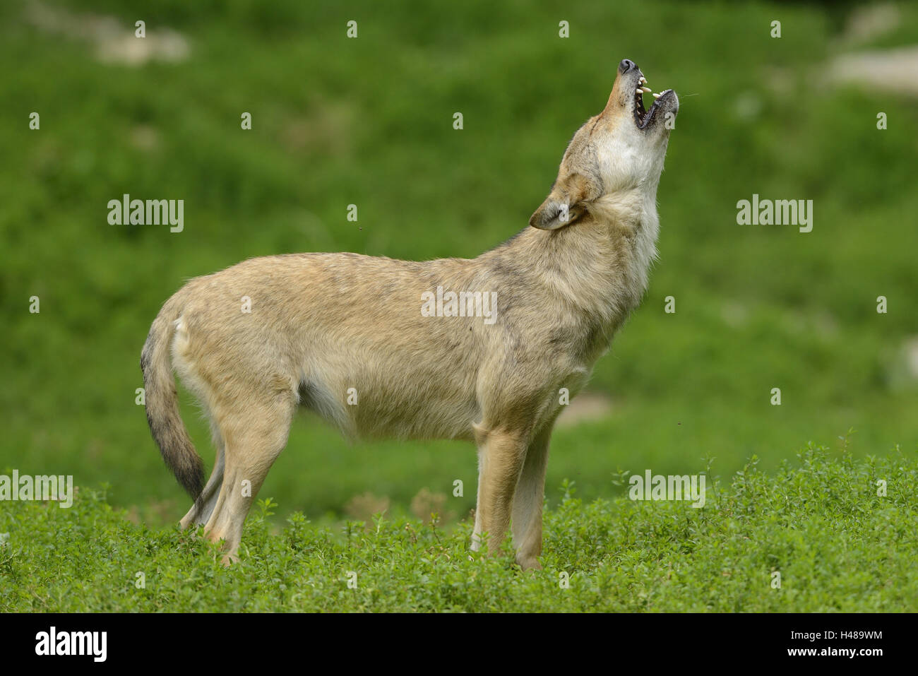 Eastern Timber Wolf, Canis lupus lycaon, meadow, debout, hurlements, vue latérale, Banque D'Images