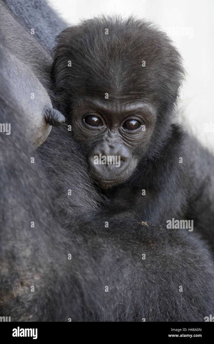 Le bébé gorille, gorilla, la mère, la caméra de vision Banque D'Images