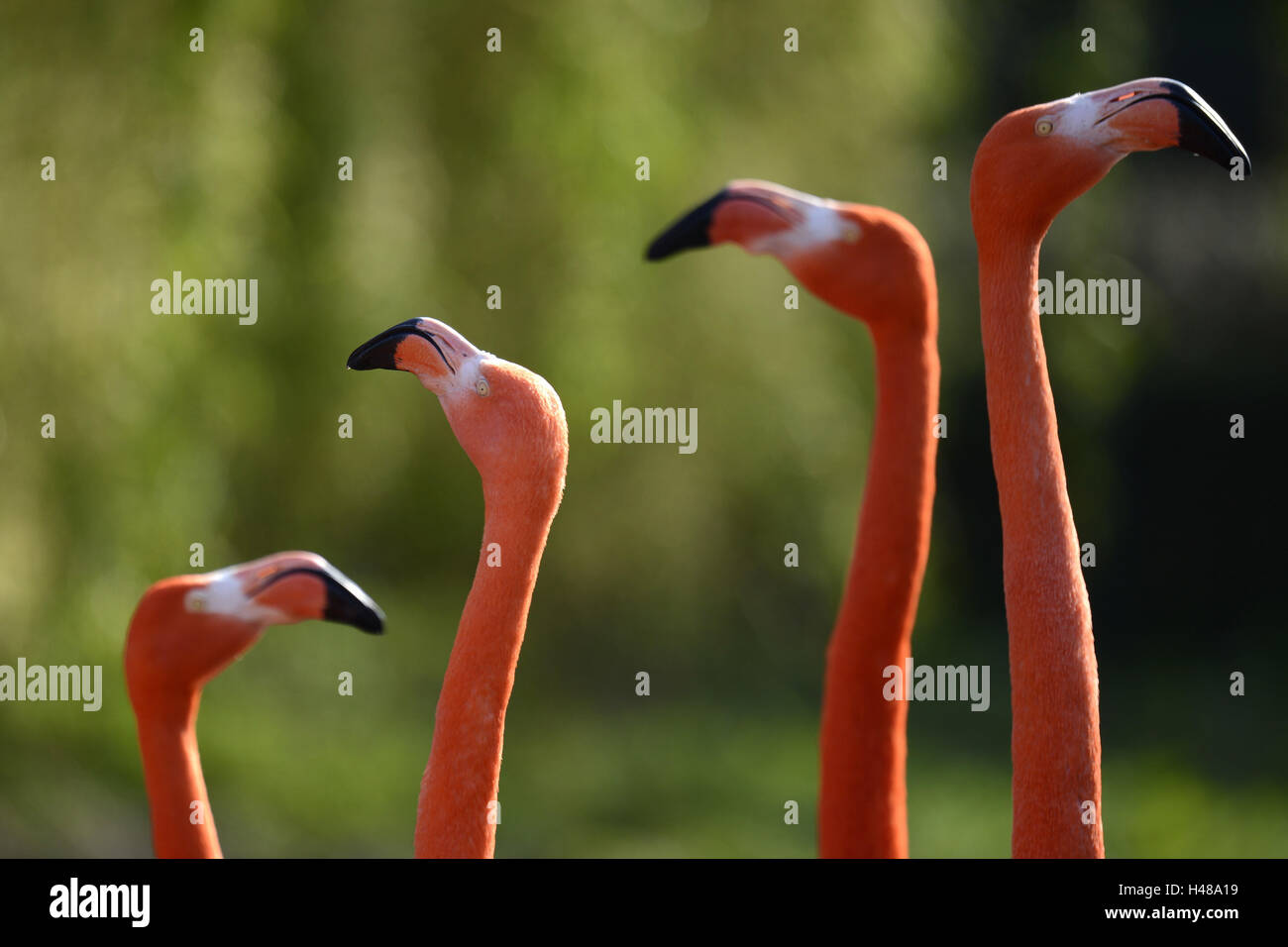 Flamingo rouge, groupe, close-up, Banque D'Images