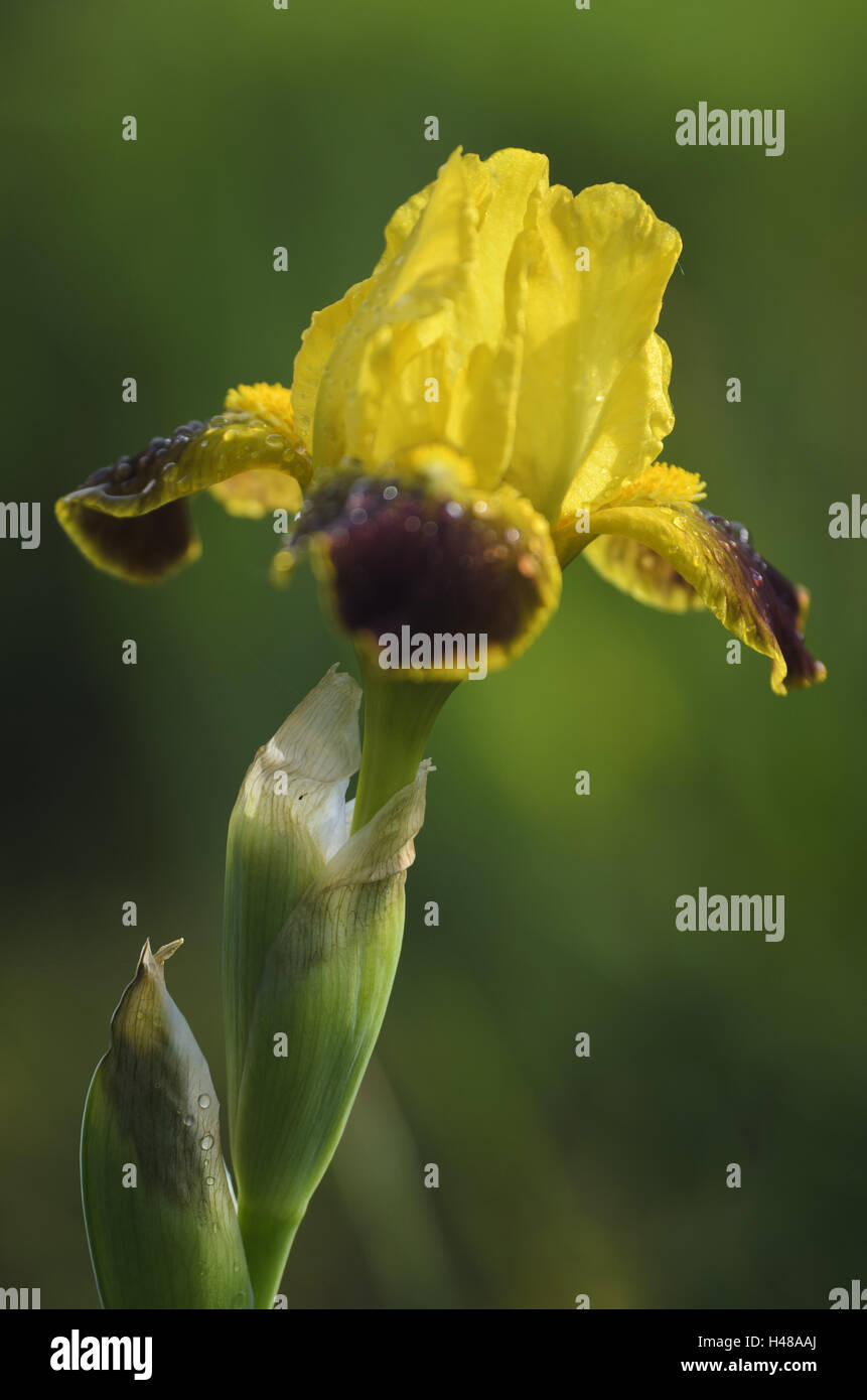 Iris à barbe, iris Barbata-Nana, rosée, medium close-up, Banque D'Images