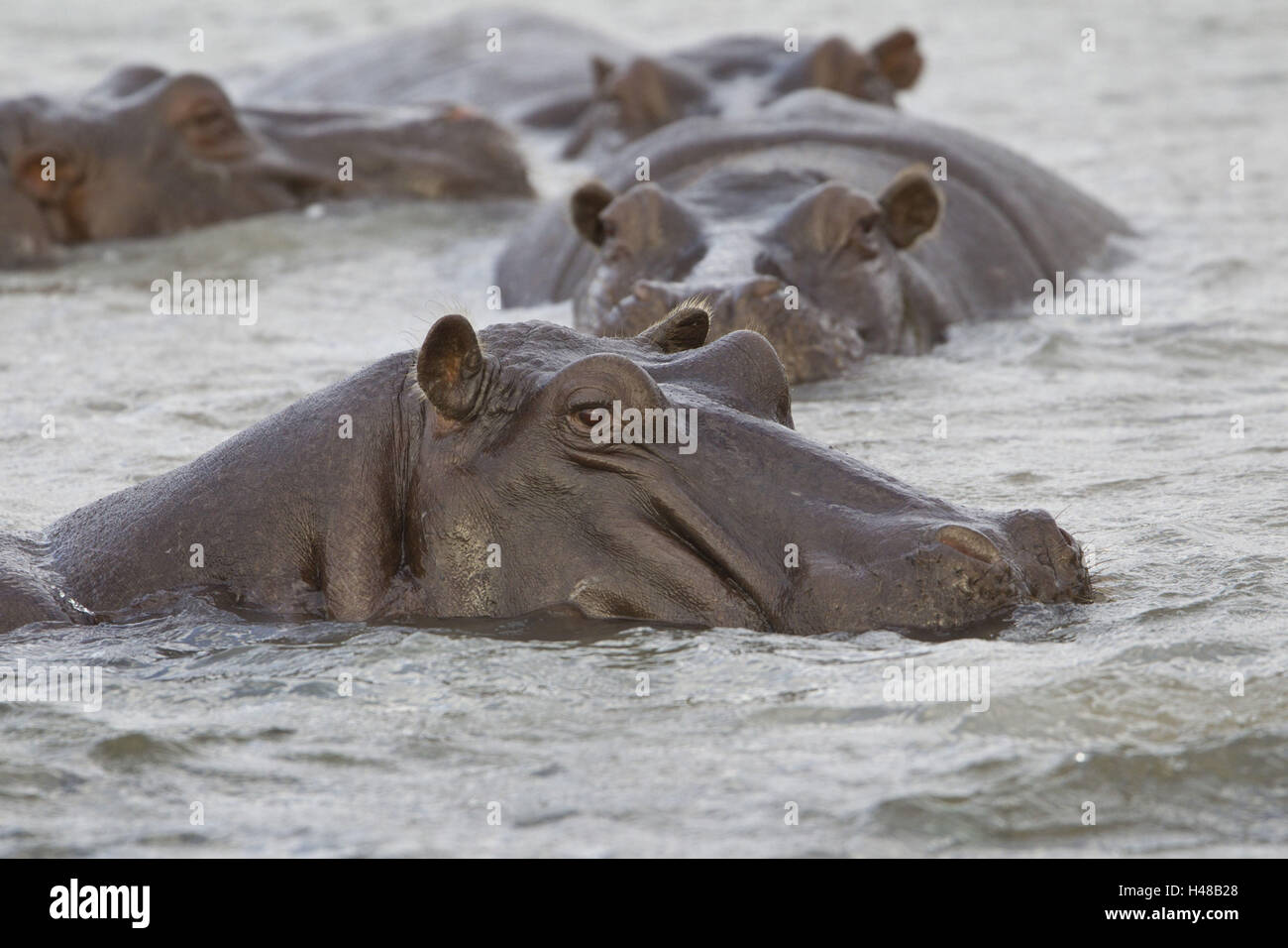 Hippopotames dans l'eau, Banque D'Images