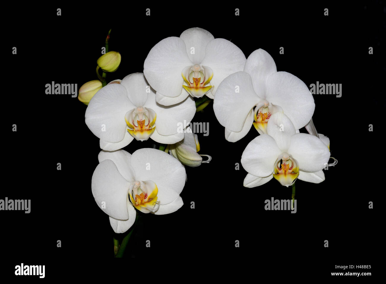 Fleur d'orchidée, Phalaenopsis hybride Photo Stock - Alamy