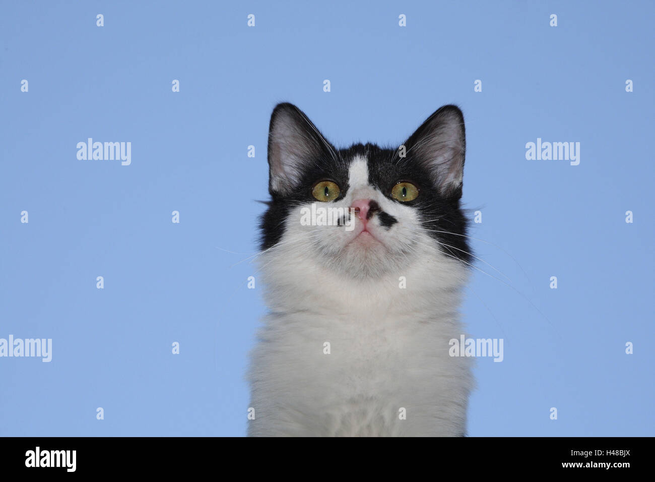 Chat, noir et blanc, portrait, Banque D'Images