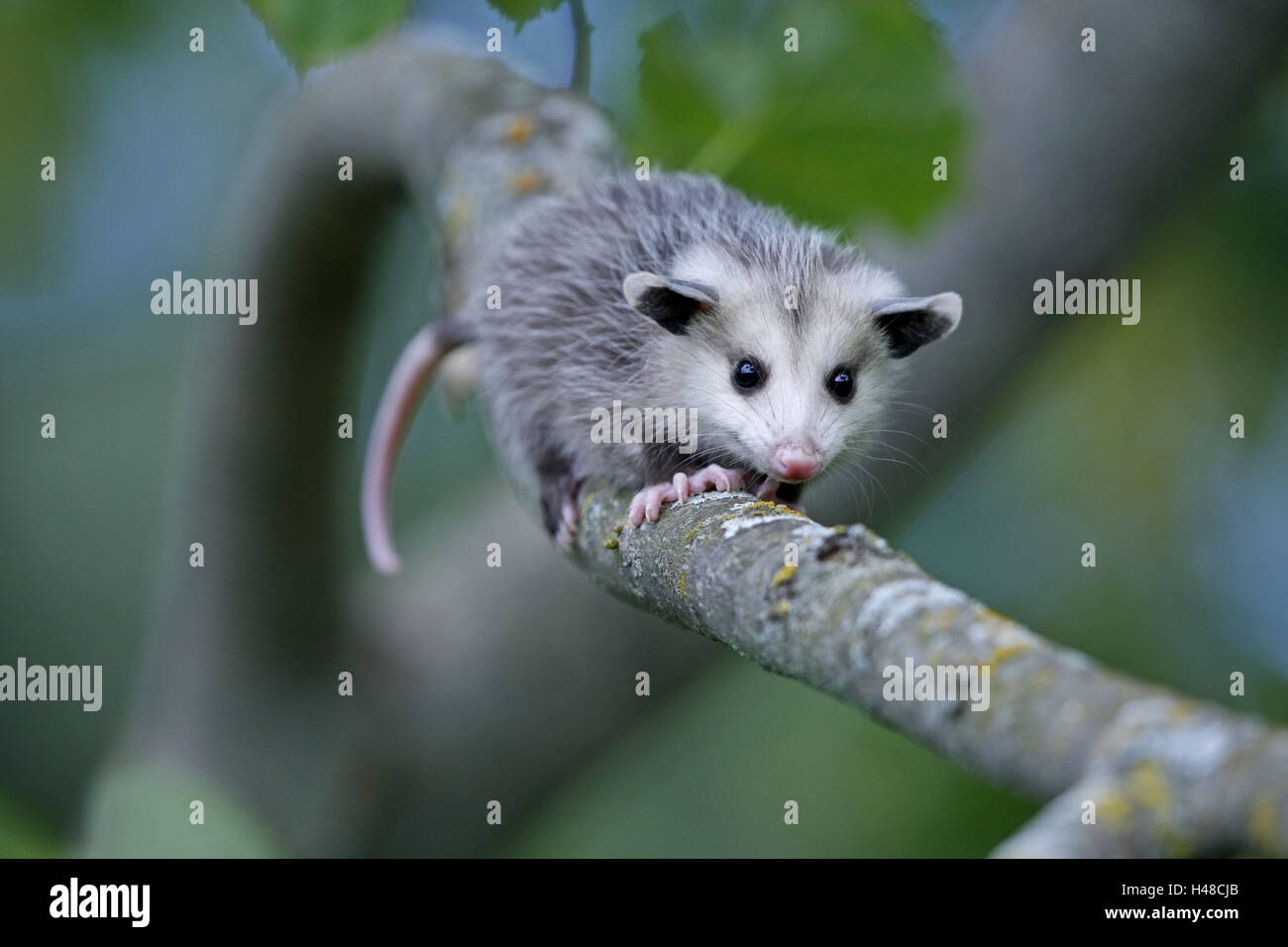 L'opossum d'Amérique du Nord, Didelphis virginiana, jeune animal, branche, Banque D'Images