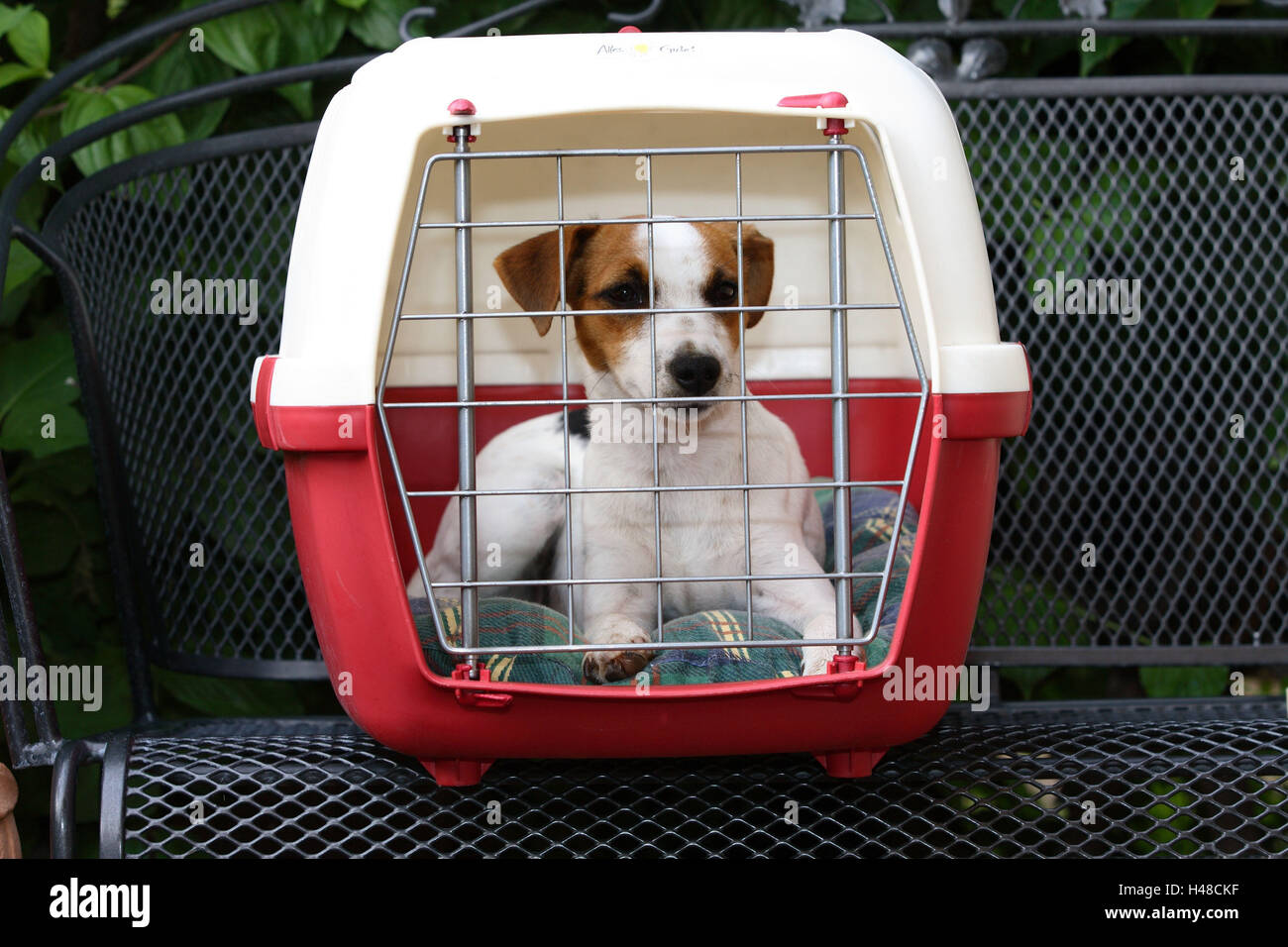 Chien, Jack Russel terrier, transport le président Photo Stock - Alamy