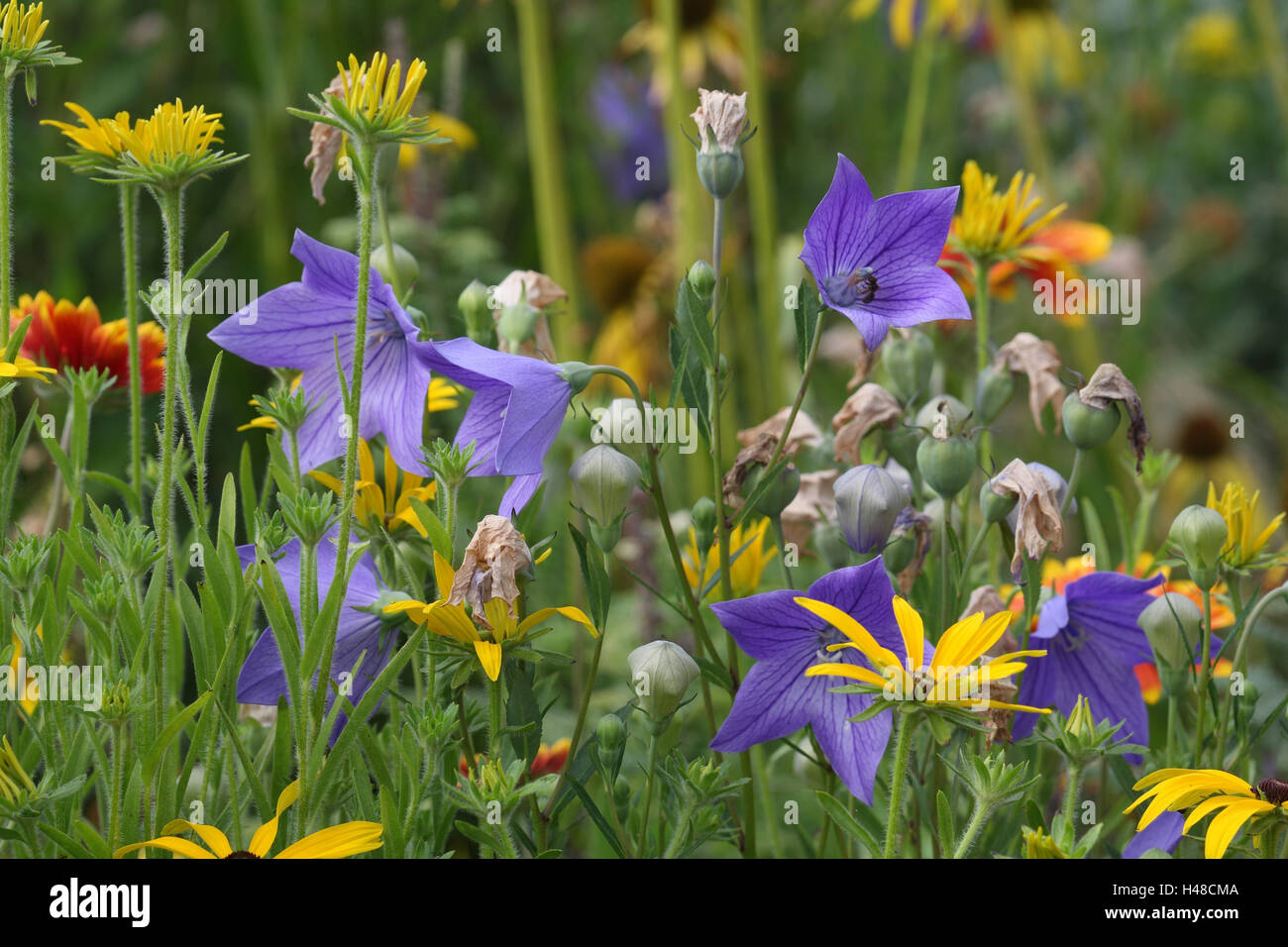 Jardin de fleurs, de couleurs vives, girl's eye, fleurs, ballons Banque D'Images