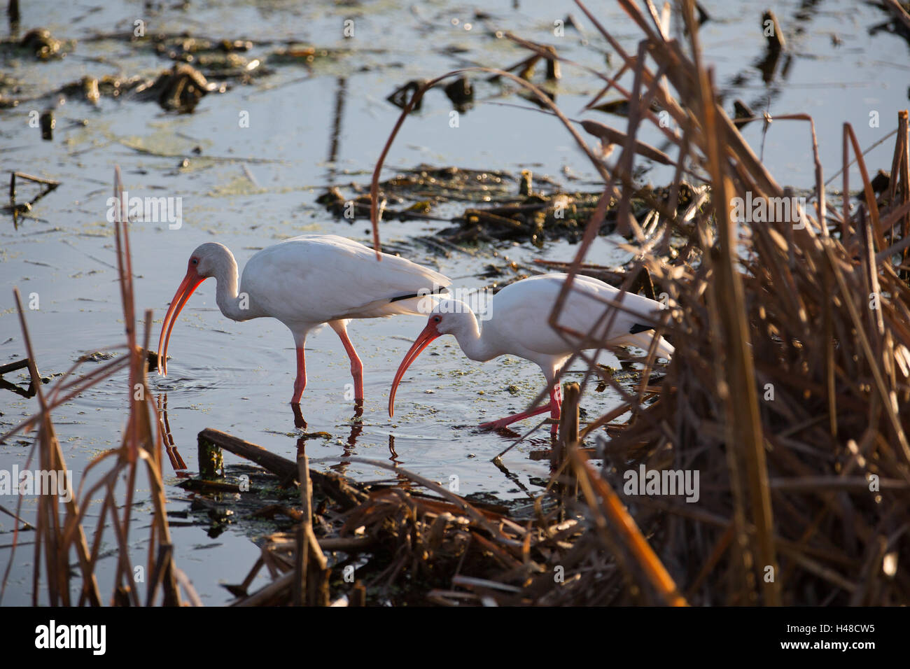 Deux oiseaux ibis en quête de nourriture Banque D'Images