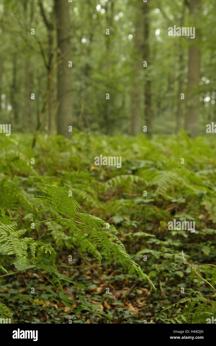 Sol forestier, fougères, arbres, personne, bois, marbre, nature, plantes vertes, plantes, de grandir, de brindilles, de flou, de malles, Summers, printemps, feuilles, vert, feuillage, de repos, de retraite, de silence, de solitude, flou, Banque D'Images