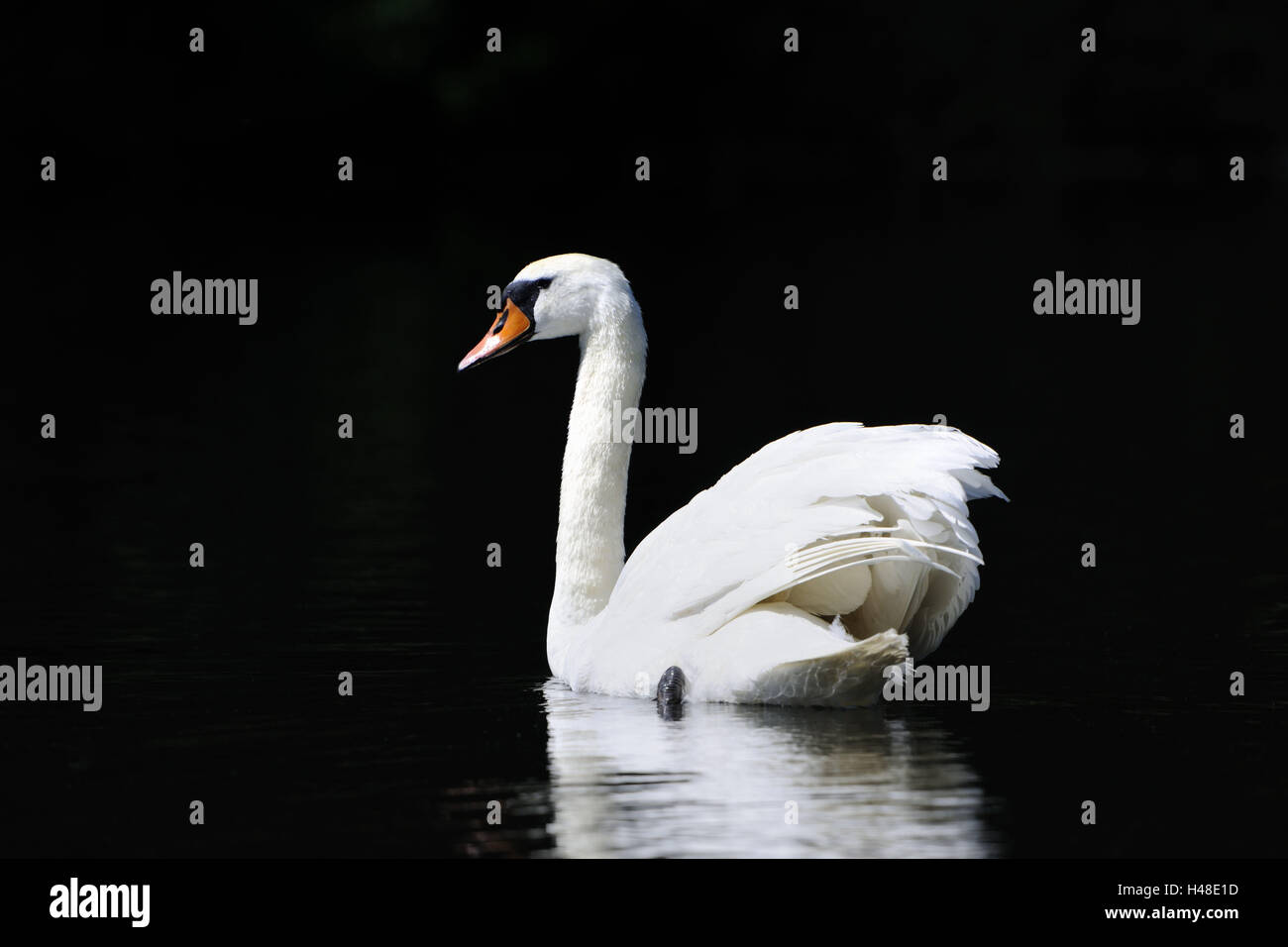 Hump, Swan Cygnus olor, nager, vue latérale, Banque D'Images