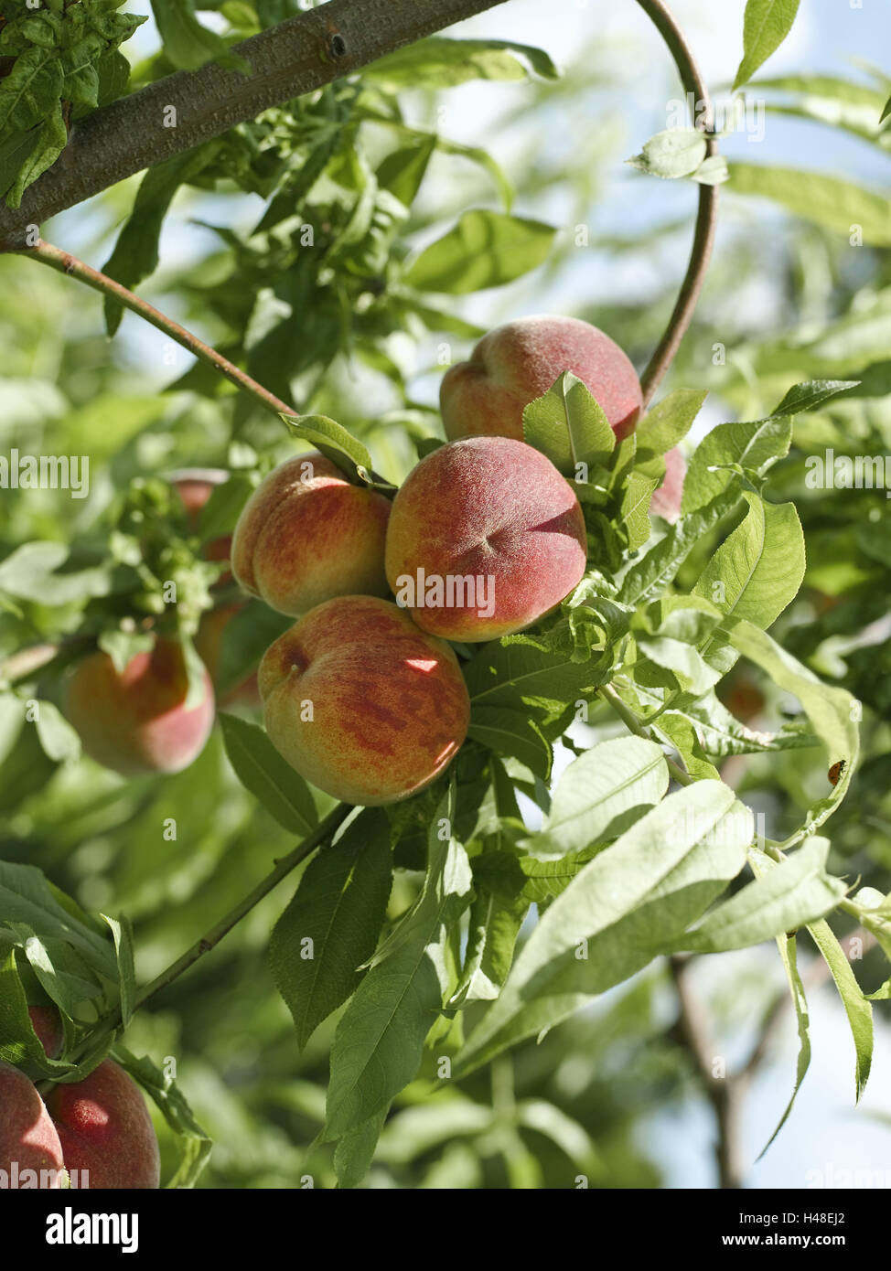 Arbre à fruits, pêches, mûres, medium close-up, pêche-tree, arbre, branche, fruits, pêches, rouge, mature, ensoleillée, la lumière du soleil, la récolte, la récolte, l'été, la fin de l'été, les fruits, les fruits à noyau, de l'alimentation, santé, vitamines, Banque D'Images