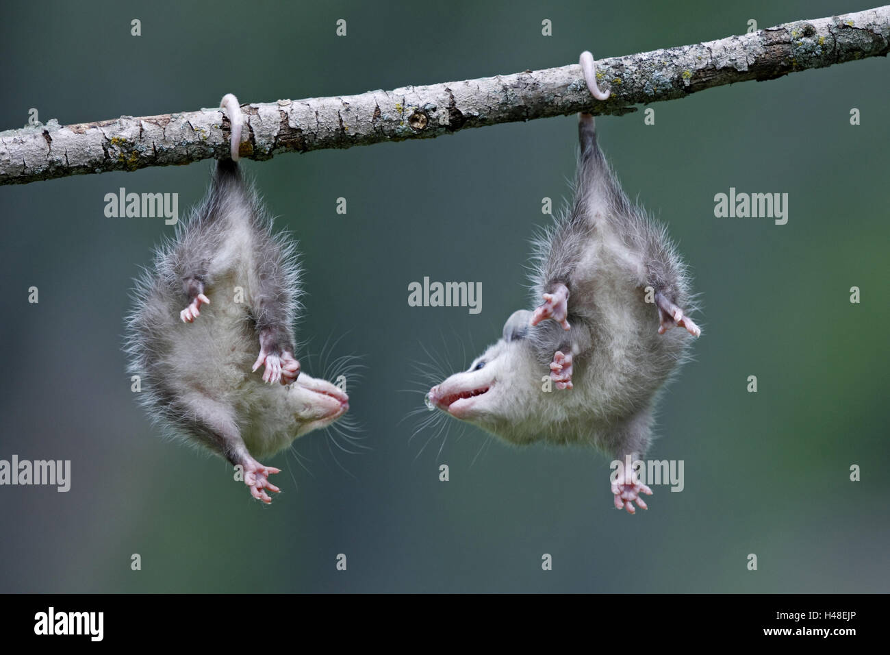 Le nord de l'opossum, Didelphis virginiana, chiots, queue préhensile, branche, pendaison, Banque D'Images