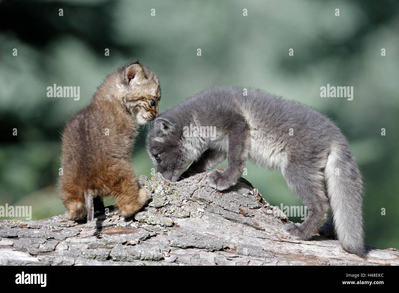 Red lynx, Lynx rufus, glaces fox, Alopex lagopus, les jeunes animaux, tronc, Banque D'Images