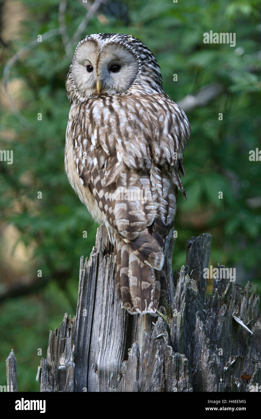 Hawk's Owl, souche d'arbre, s'asseoir, Banque D'Images