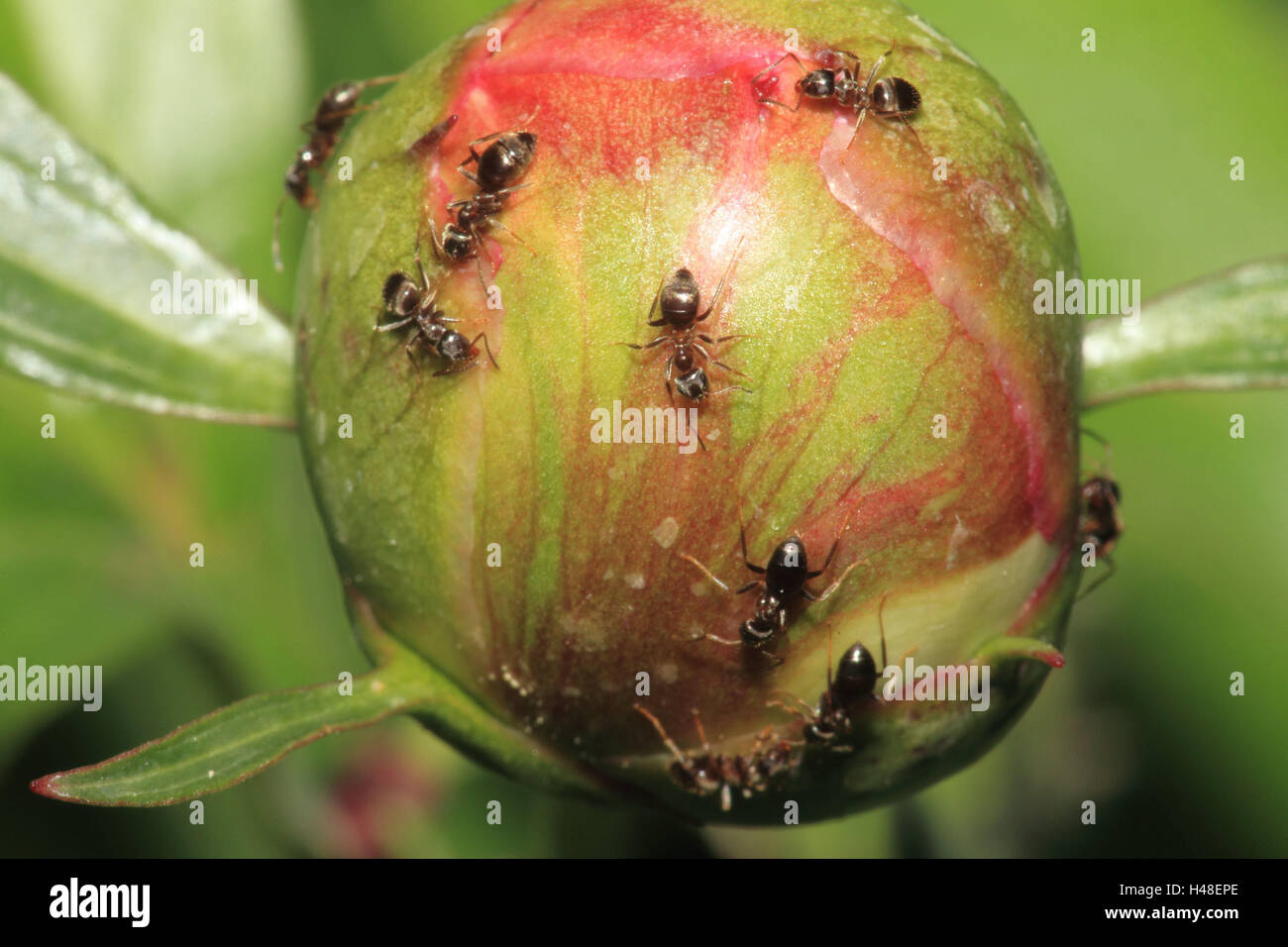 Route de fourmis, Bud, format paysage, les animaux, les fourmis, insectes, animaux sauvages, fleurs, pivoine, pivoine, bud Banque D'Images