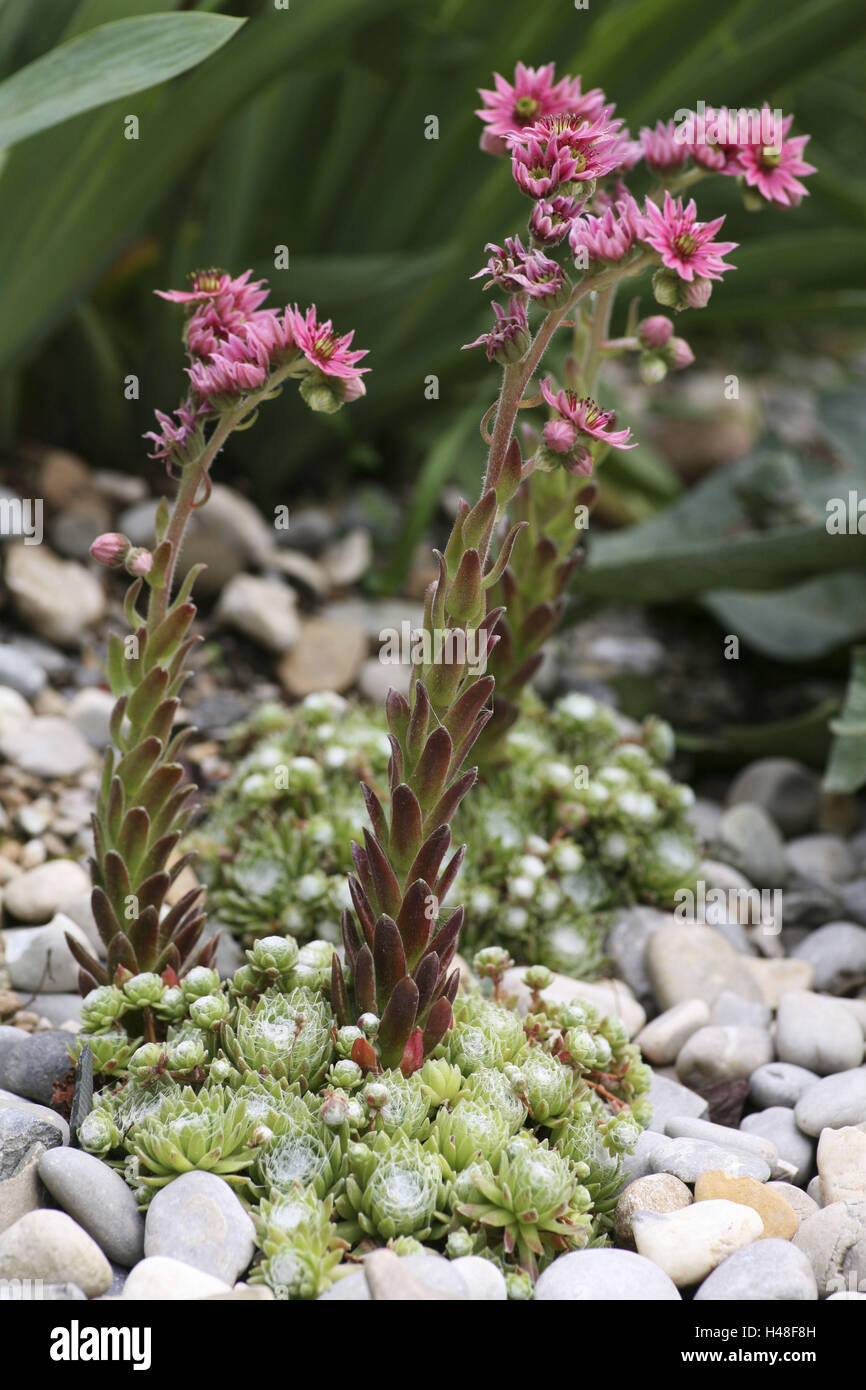 Houseleek Sempervivum Arachnoideum, Sempervivum, Sempervivum arachnoideum, Banque D'Images