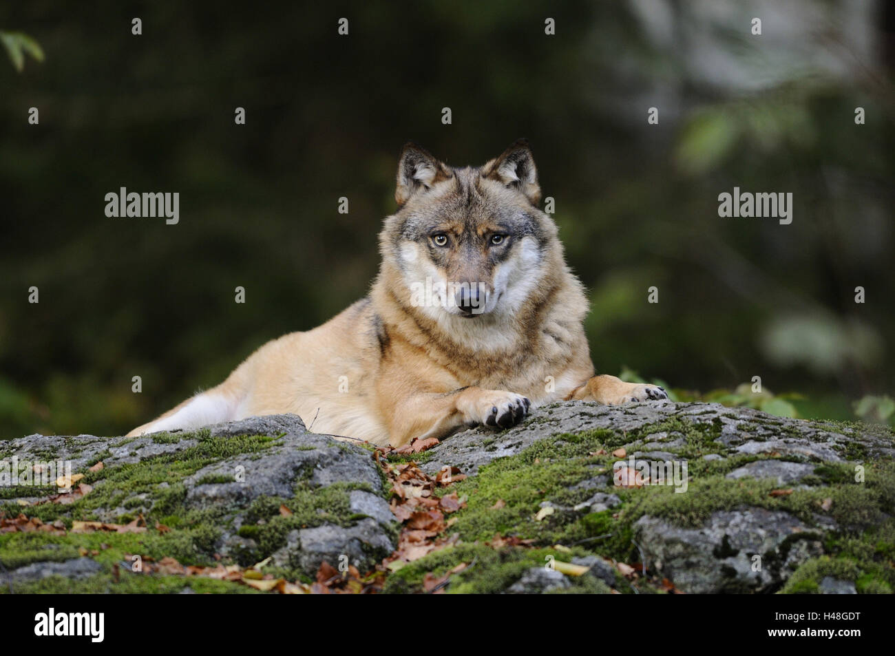 Le loup gris d'Europe, Canis lupus lupus, rock, mensonge, looking at camera, Banque D'Images