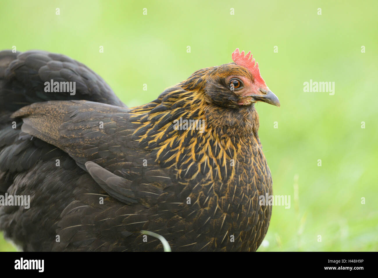 Poulet, Gallus gallus domesticus, Hen, demi-portrait, side view, Banque D'Images