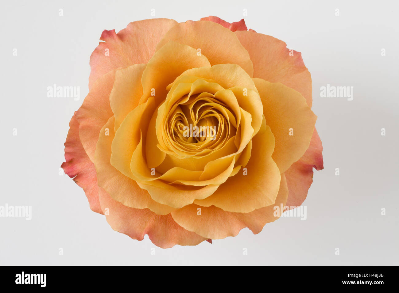 Rose, orange blossom, medium close-up, Banque D'Images