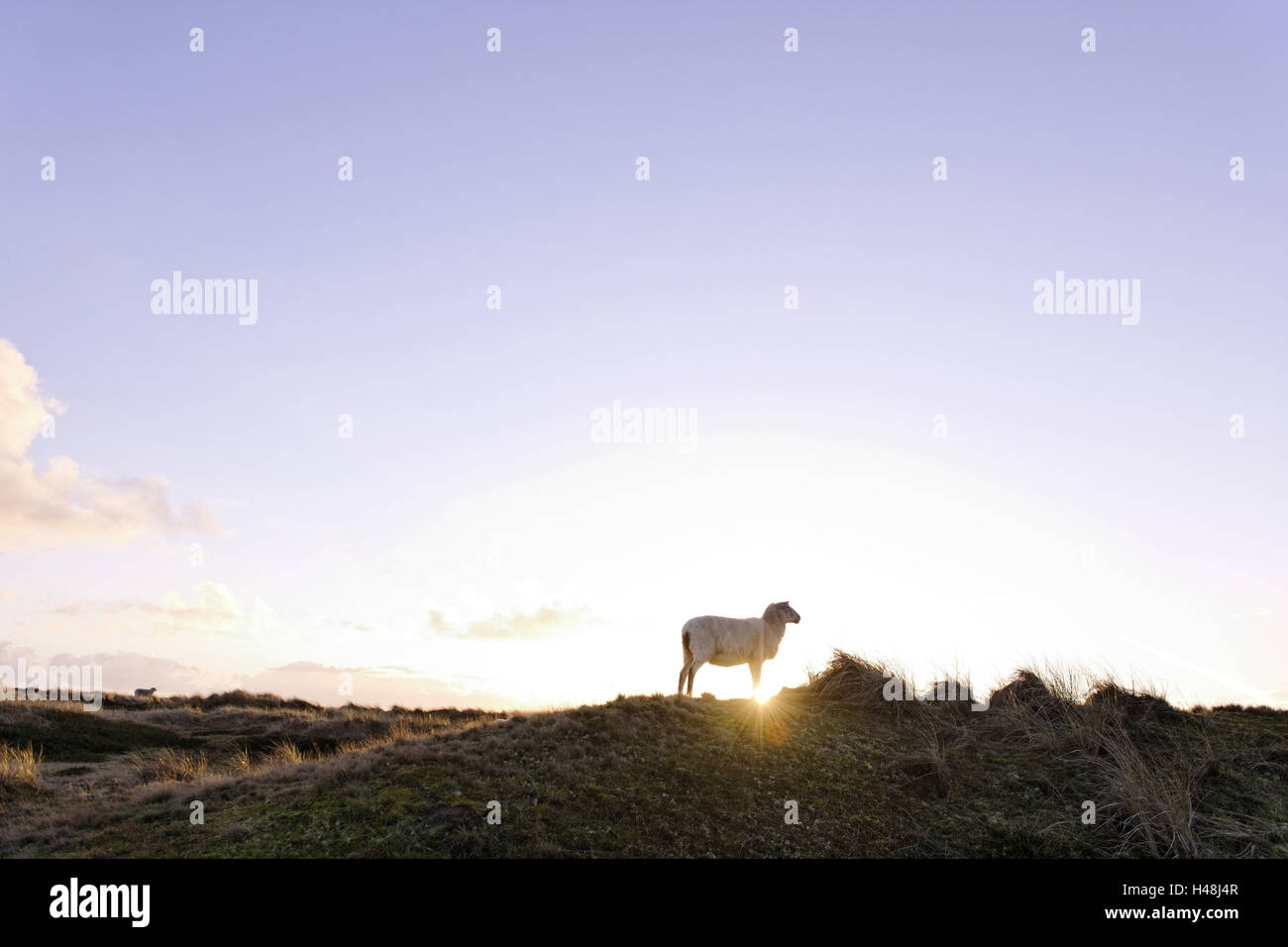Moutons sur dune, le soleil, la lumière arrière, l'île de Sylt, liste, Schleswig Holstein, Allemagne, Banque D'Images