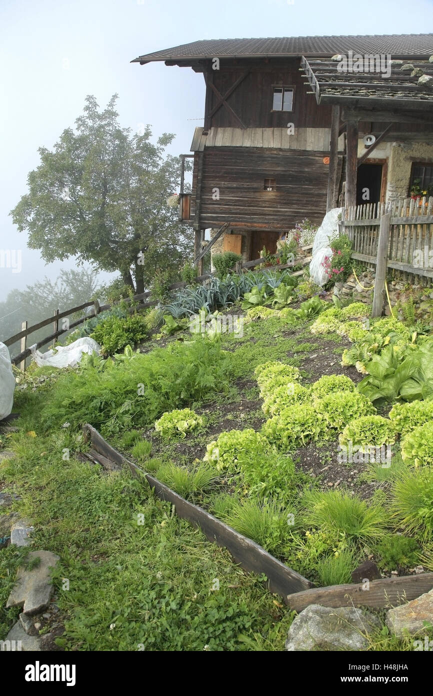 Ferme de montagne du Tyrol du Sud, potager, Italie, paysage, région, Tyrol du Sud, Ulten Ultental, ferme, ferme, montagne, pion, grange, écurie, maison, de la construction économique, de la métallurgie, de l'aciérie en bois, toit, la méthode de construction, la construction à ossature de bois, façon ancienne, avec nostalgie, de météo-battu, s'est évanoui, poutres apparentes, jardin, jardins du cottage, légumes, salades, fines herbes, auto-traiteurs, salade, patch patch, repos, silence, déserte, alp prix, d'une clôture, l'habitat, le ciel, la saison, la fin de l'été, octobre, format vertical, arbre, à l'extérieur, à l'extérieur, Banque D'Images