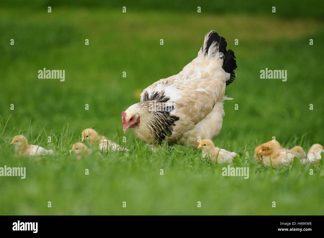 Poulet, Gallus gallus domesticus, gloussant poule, Poussin, prairie, vue latérale, Banque D'Images