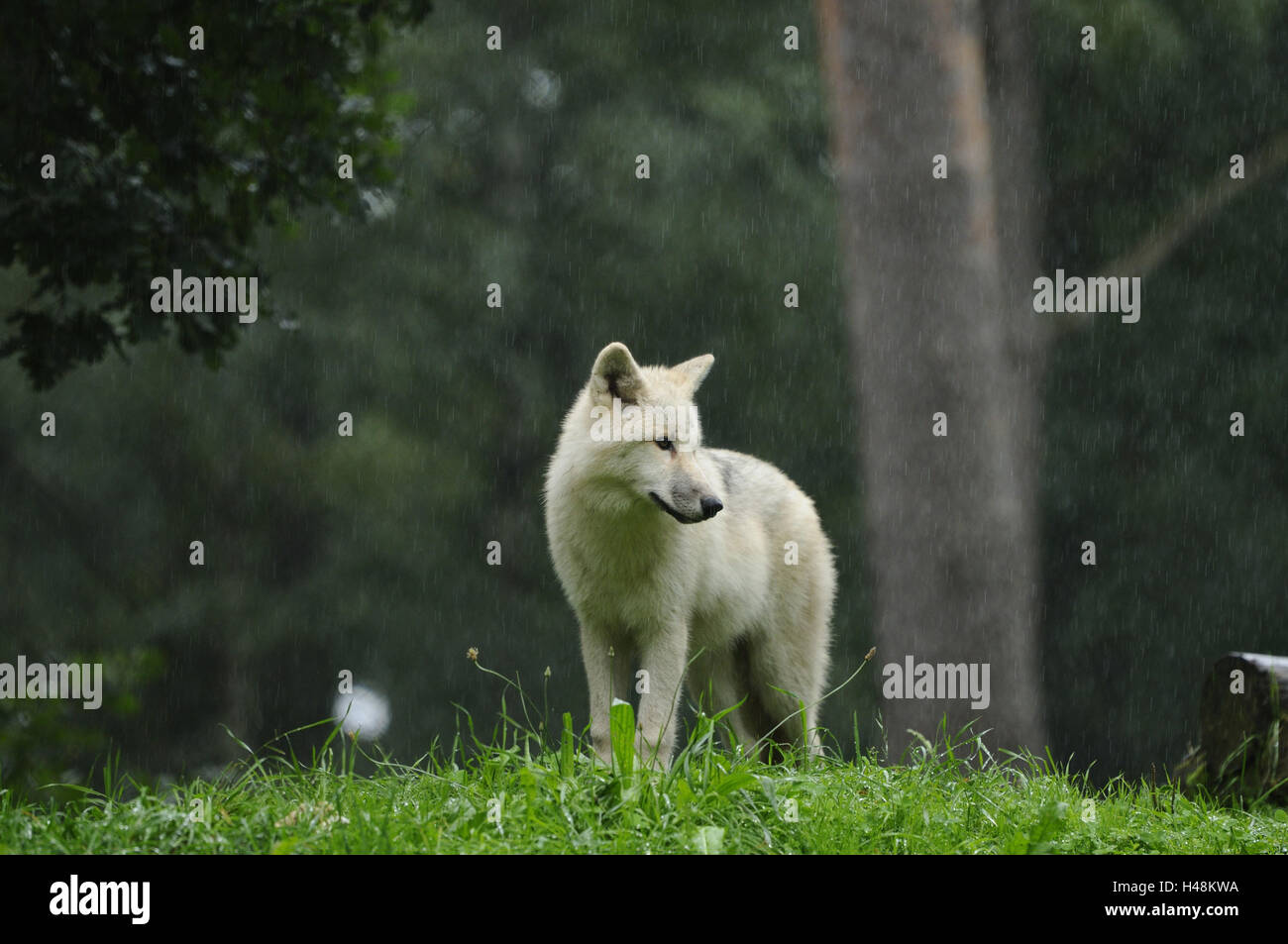 Loup arctique, Canis lupus arctos, jeune loup, pré, debout, la pluie, Banque D'Images