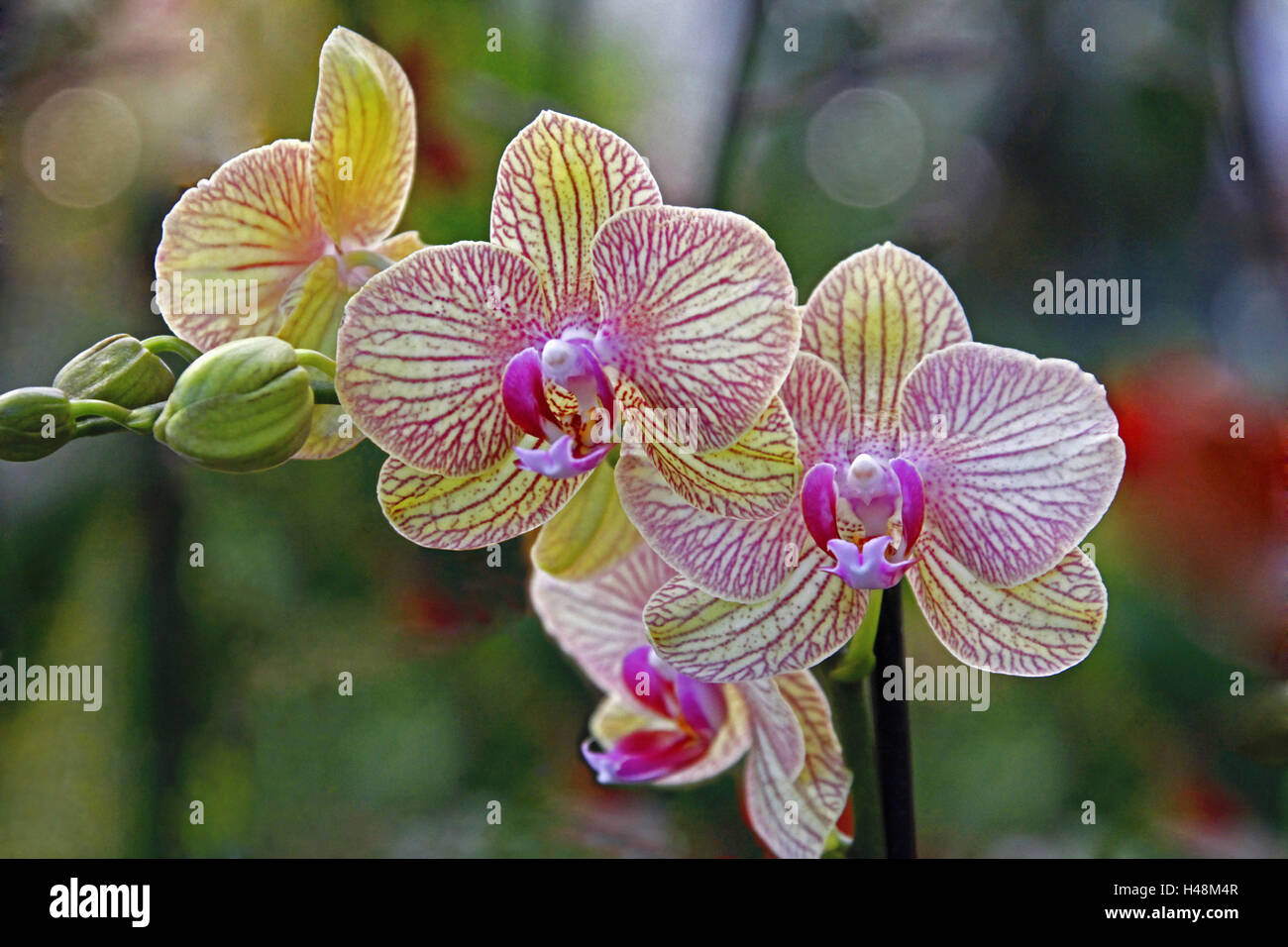 Orchidée, fleurs, détail, exposition d'orchidées, orchid show, Phalaenopsis, palm garden, fleurs d'orchidée, rose, jaune, bourgeons, medium close-up, Banque D'Images