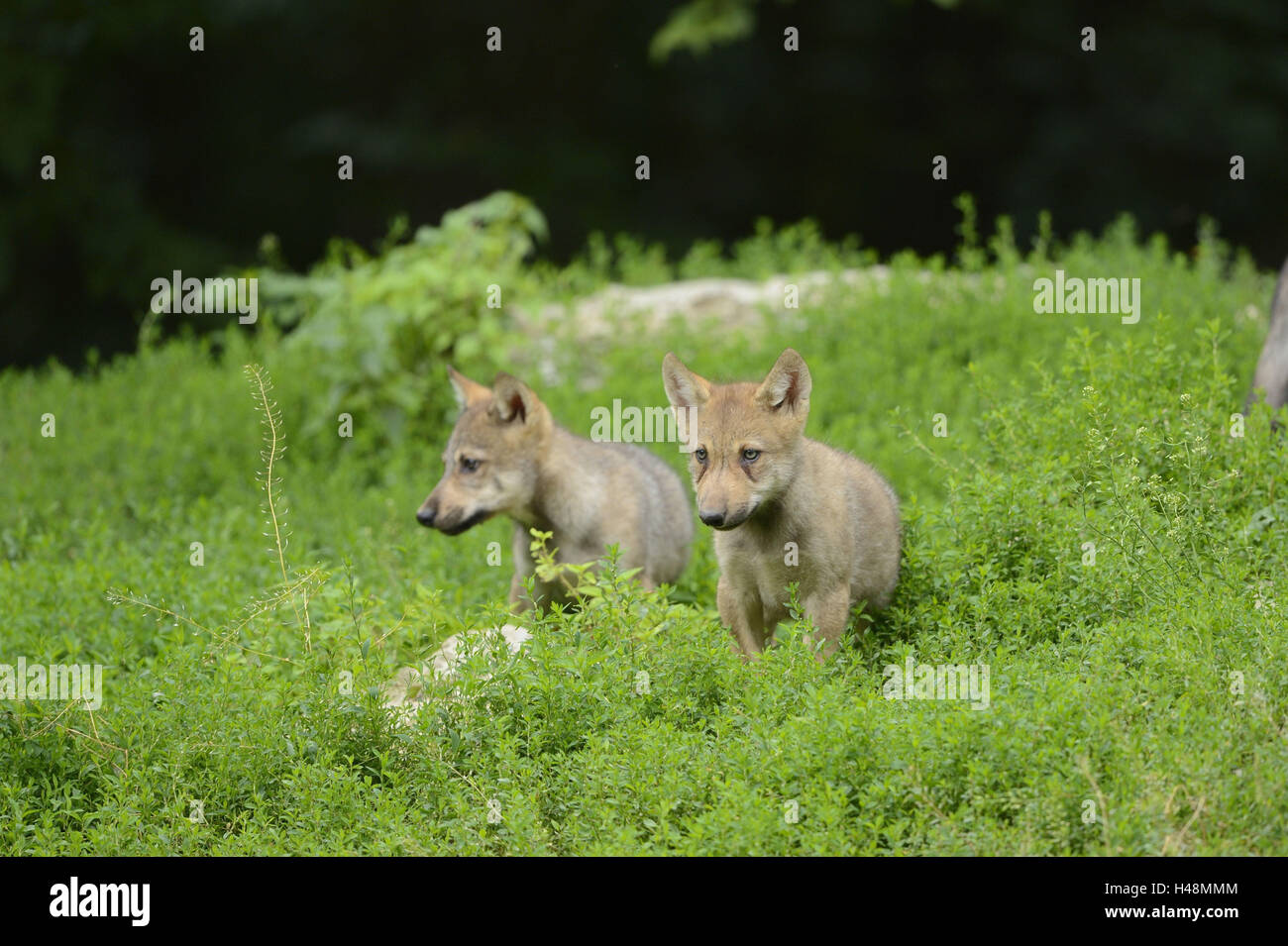 Bois de l'est le loup, Canis lupus lycaon, chiots, meadow, debout, looking at camera, Banque D'Images