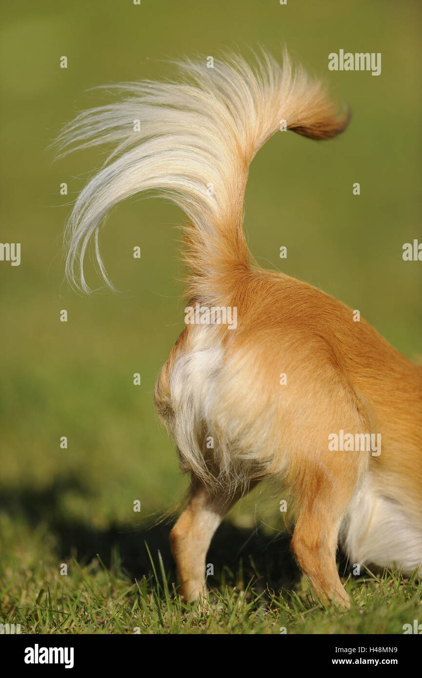 Chien, Chihuahua, queue, détail, Banque D'Images